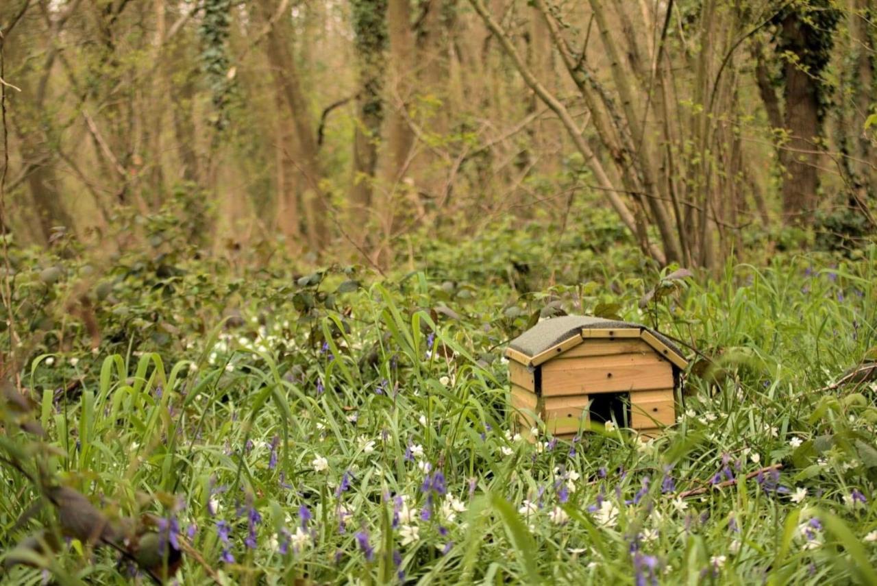 Magical Forest Yurt Sturry Exteriér fotografie